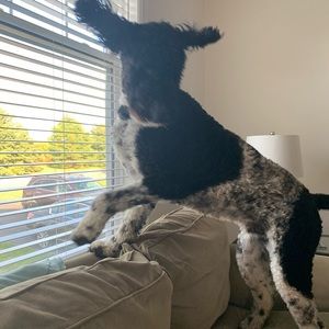 Meet your Posher, Ellery